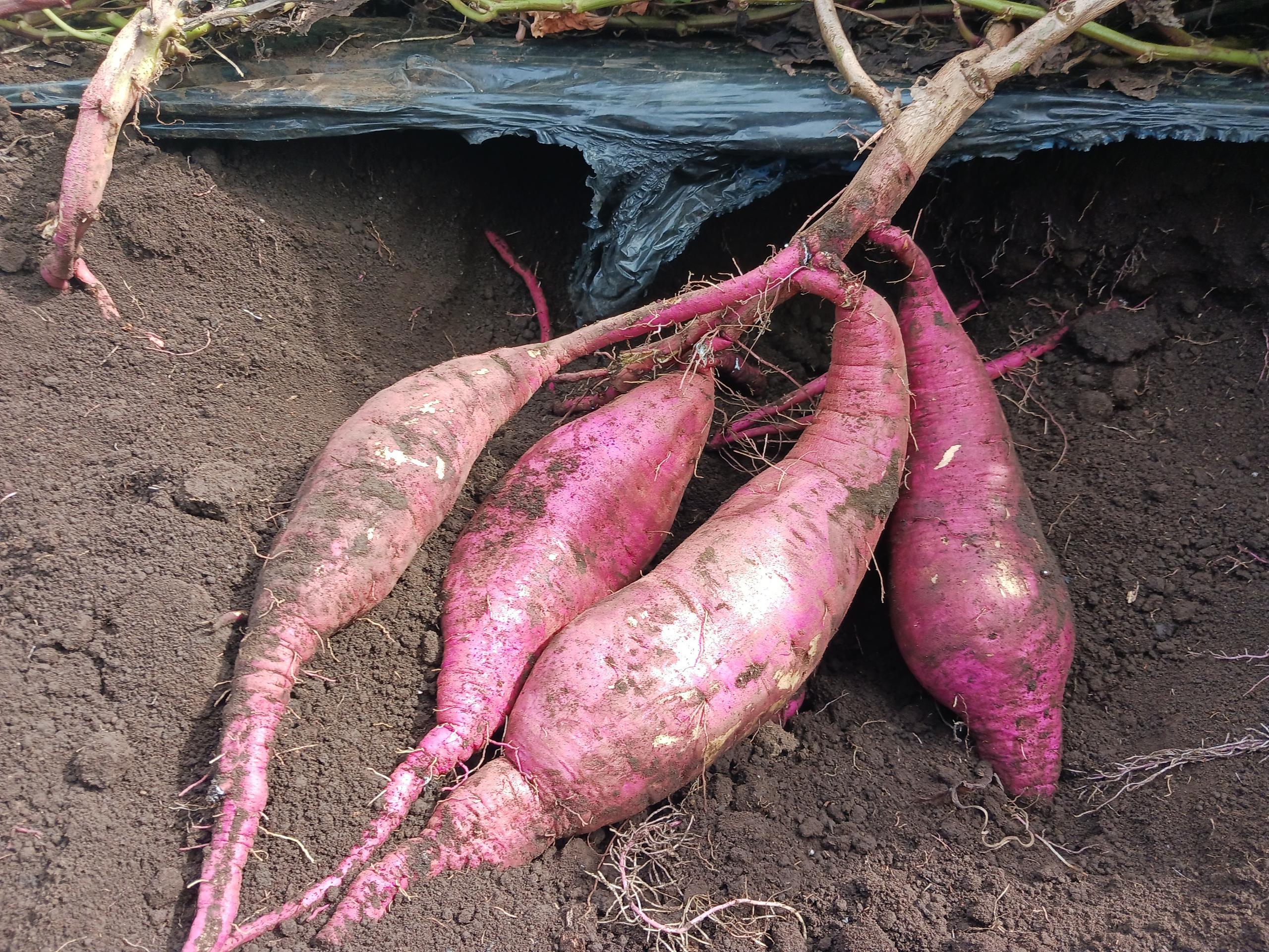 6/26福井紅映 最後の収穫 6/26福井紅映 最後の収穫